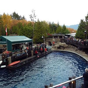 Pacific White-Sided Dolphin Exhibit