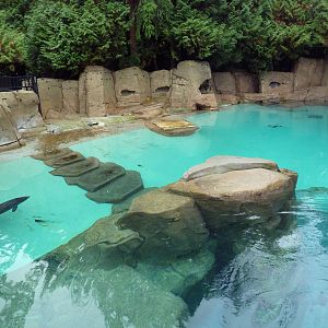 Harbour Porpoise Exhibit