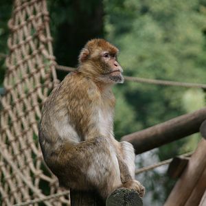 Barbary macaque