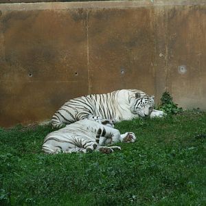 White Tigers