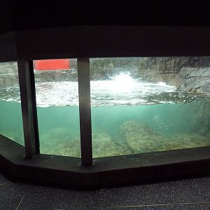 Sea Otter Exhibit #2