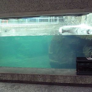 Sea Otter Exhibit #1