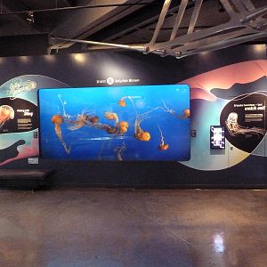 Pacific Sea Nettle Exhibit