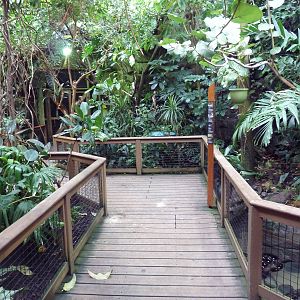 Amazon Rainforest Gallery