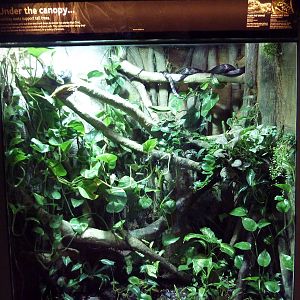 Tiger Rat Snake/Bumble Bee Toad Exhibit