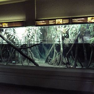 Green Anaconda/Diving Lizard Exhibit