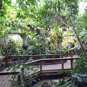 Amazon Rainforest Gallery