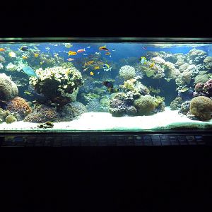 Indo-Pacific Coral Reef Exhibit