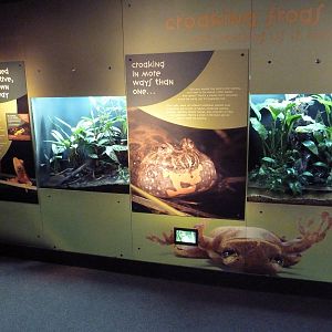 Frogs Forever Exhibits