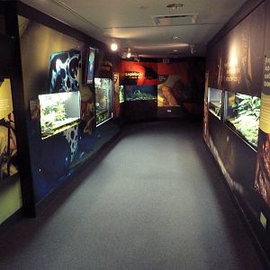 Frogs Forever Exhibits