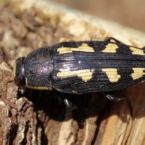 Painted Jewel Beetle (Buprestis novemmaculata)