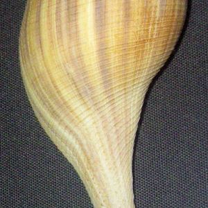 Pear Whelk (Busycotypus spiratus)