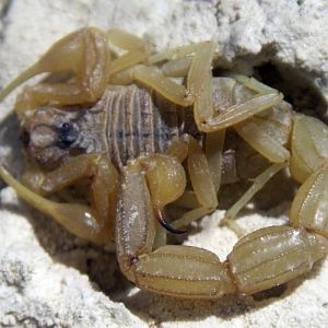 Common Yellow Scorpion (Buthus occitanus)