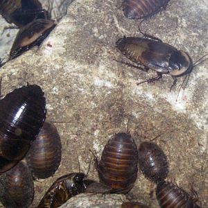 Cuban Burrowing Cockroaches (Byrsotria fumigata)