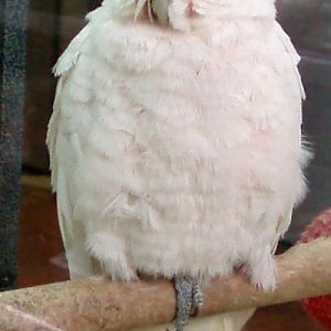 Tanimber Cockatoo (Cacatua goffini)