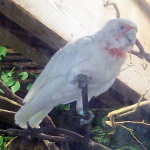Long-billed Corella (Cacatua tenuirostris)