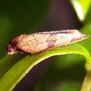Carnation Tortrix (Cacoecimorpha pronubana)