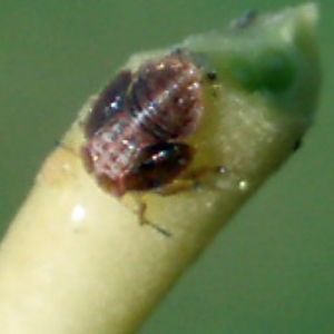 European Pear Sucker (Cacopsylla pyri)