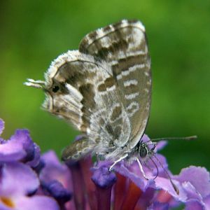 Geranium Bronze (Cacyreus marshalli)