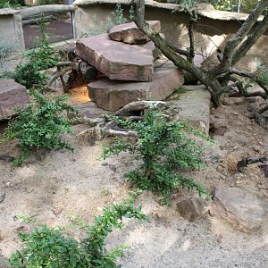 Magdeburg Zoo - Africambo (Mongoose/cape squirrel)
