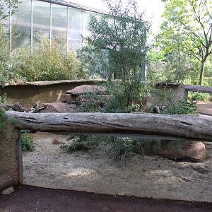 Magdeburg Zoo - Africambo (Mongoose/cape squirrel)