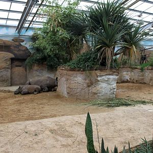 Magdeburg Zoo - Africambo (Rhino House)