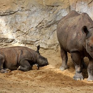 Magdeburg Zoo - Africambo (Black rhino)