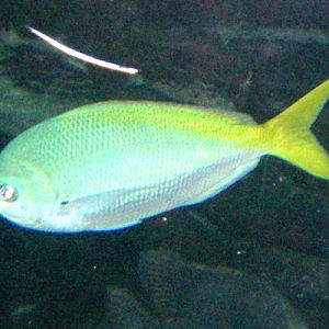 Redbelly Yellowtail Fusilier (Caesio cuning)
