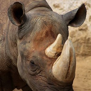Magdeburg Zoo - Africambo (Rhino House)