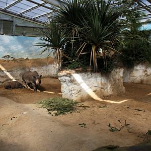 Magdeburg Zoo - Africambo (Rhino House)