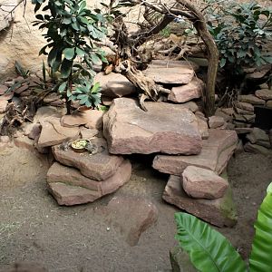 Magdeburg Zoo - Africambo (Cape squirrel/mongoose)