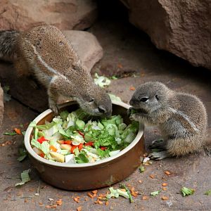 Magdeburg Zoo - Africambo (Cape squirrels)