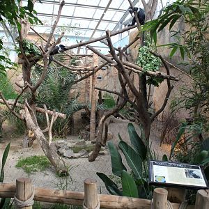 Magdeburg Zoo - Africambo (Colobus monkey)