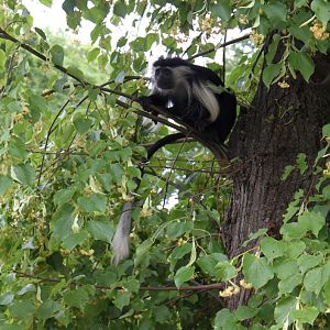 Magdeburg Zoo - Africambo (Colobus monkey)