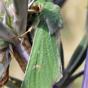 Burren Green (Calamia tridens)