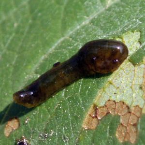 Cherry Slug (Caliroa cerasi)
