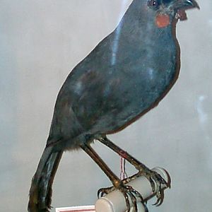 Kokako (Callaeas cinerea) (taxidermy)