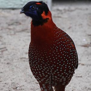 Satyr tragopan male