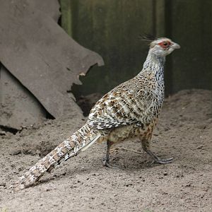 Cheer's pheasant