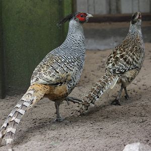Cheer's pheasant pair