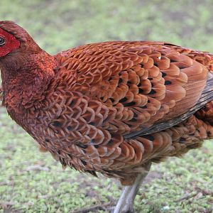 Ijma copperpheasant calling