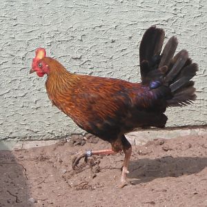 Ceylon junglefowl male