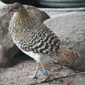 Ceylon junglefowl female