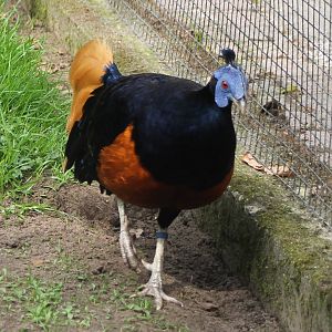Borneo crested fireback male
