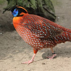 Temninck tragopan male