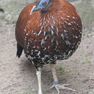 Borneo crested fireback