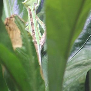 Serrated Casque-headed Iguana Chestrer Zoo 2013
