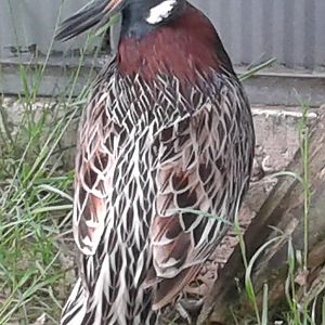 Koklass pheasant
