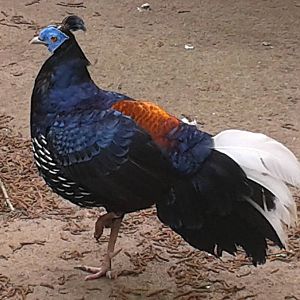 Vieillot's crested fireback
