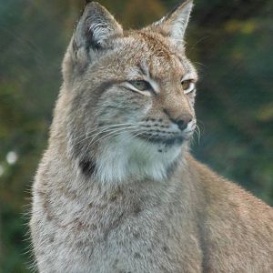 eurasian lynx